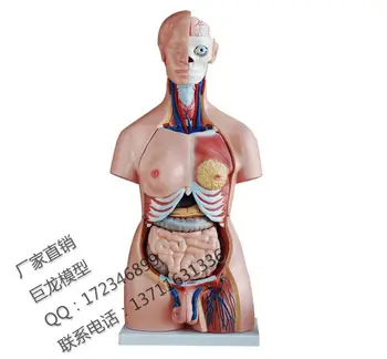 PVC vysokej kvality 85 cm ľudské torzo unisex 40 ks nastaviť model ľudského model ľudského tela model