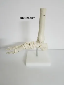 V životnej Veľkosti Nohy Spoločný Model kostry modelu Ľudská Noha & Členok Model - Život Veľkosť Anatomický Model Kostry