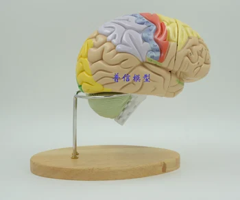 Prírodovedné Múzeum pomocou lekárske zmontované 2 krát mozgu model ľudského mozgu anatómie model