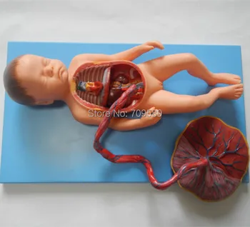 ISO Rozšírené Anatomický Model Fetálny Krvný Obeh, Plod Model, model Dieťa