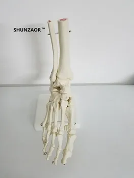V životnej Veľkosti Nohy Spoločný Model kostry modelu Ľudská Noha & Členok Model - Život Veľkosť Anatomický Model Kostry