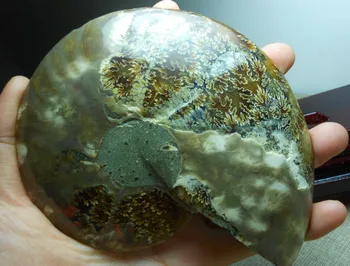 72g Split Ammonite Fossil Specimen Shell Healing Madagascar ++++++