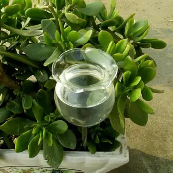 Skláreň Kvety Vody Automatický Podávač Číre Sklo Záhrade Voda Môže Samostatne Zalievanie Rose Dizajn Rastlín Waterer Zariadenia
