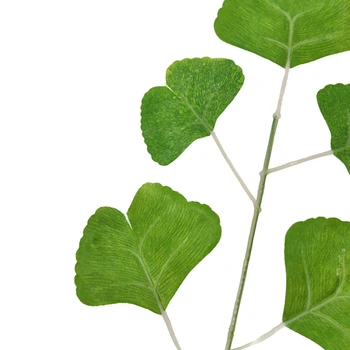 20PCS Umelé Rastliny Ginkgo Listy Jeden Kvet Dohody s Falošné Listy