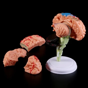4D Rozobrať Anatomické Ľudského Mozgu Model Anatómie Lekárskej učebná pomôcka Sochy Sochy na Lekárske Použitie J8