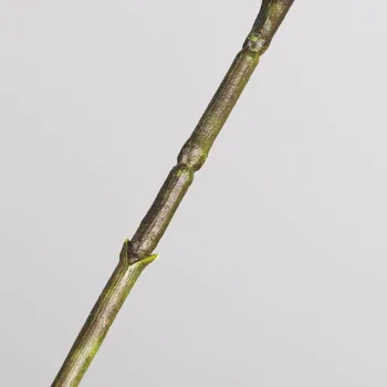 Umelá Kvetina, Olivový List Sušené Kvety Hodváb Simulácie Európskej Typ Plná Dĺžka 77 CM Jediný Svadobný DIY Dekorácie